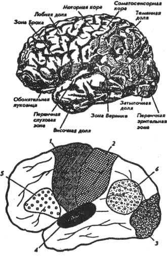 Локализация основных функций в коре головного мозга