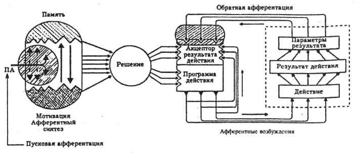 Схема функциональной системы как модели поведенческого акта (по П.К. Анохину)