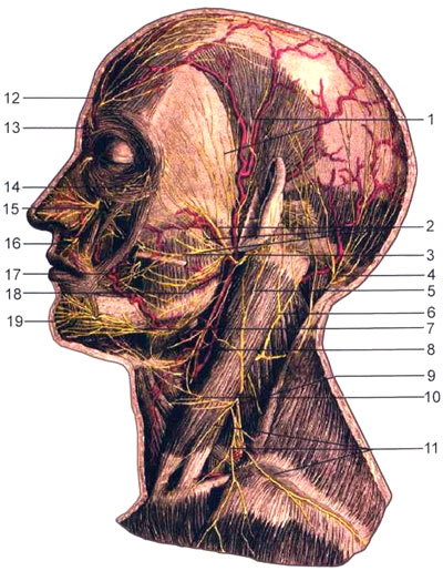Поверхностные нервы головы и шеи