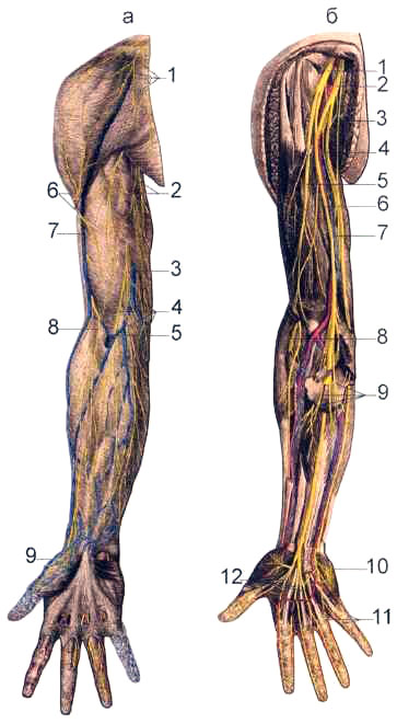 Нервы передней поверхности правой верхней конечности