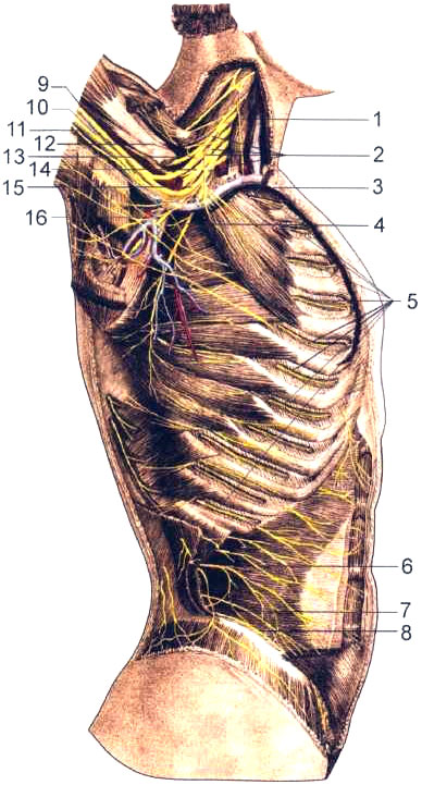 Плечевое сплетение и передние ветви грудных нервов