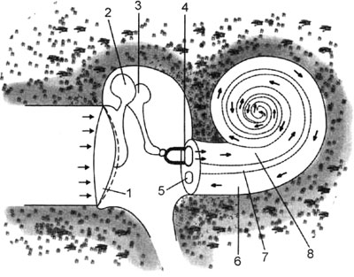 Схема распространения звука в органе слуха