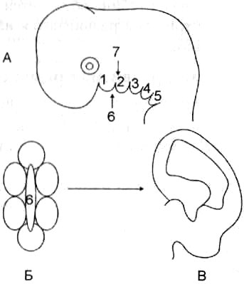 Схема развития наружного и среднего уха