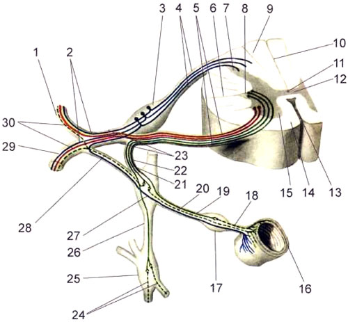 Ход волокон спинномозговых нервов и связь их с симпатическим стволом