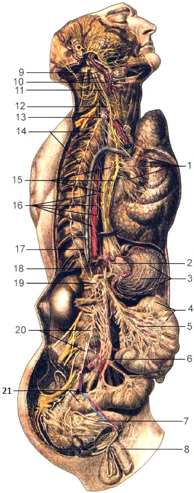 Шейный, грудной, брюшной и тазовый отделы вегетативной нервной системы