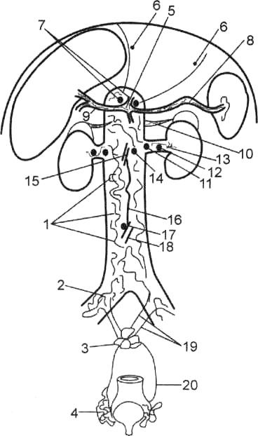 Схема брюшного и тазового отделов вегетативной нервной системы
