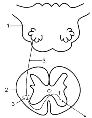 Схема оливо-спинномозговых волокон