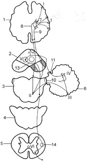 Схема tr. cortico-ponto-bicerebello-rubro-spinalis