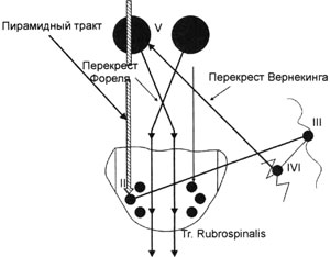 Фрагмент tr. cortico-ponto-bicerebello-rubro-spinalis