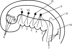 Схема развития черепных нервов