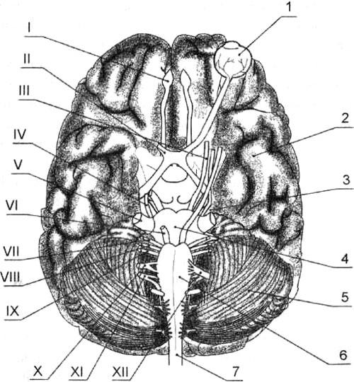 Схема выхода черепных нервов из мозга