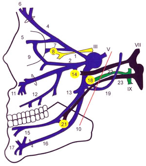 Схема связей парасимпатических волокон третьих, седьмых и девятых черепных нервов с парасимпатическими узлами и ветвями пятого черепного нерва