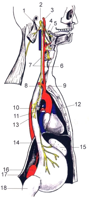 Топография языкоглоточного, блуждающего и добавочного нервов
