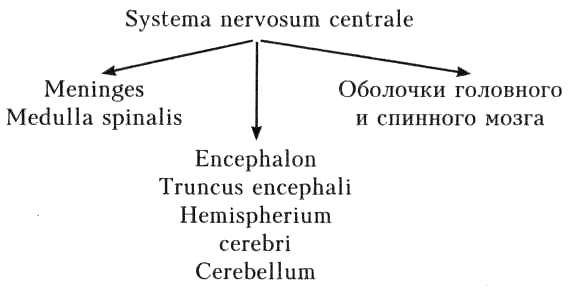 Systema nervosum