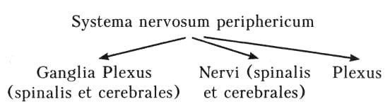 Systema-nervosum