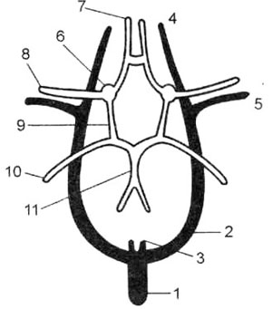 Схема образования базальных вен и их взаиморасположения с артериями Вилизиева круга