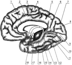 Борозды и извилины правого полушария большого мозга; медиальная и нижняя поверхности