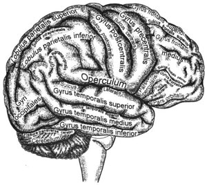 Борозды и извилины верхнелатеральной поверхности правого полушария большого мозга