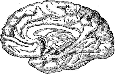 Центры на внутренней поверхности головного мозга