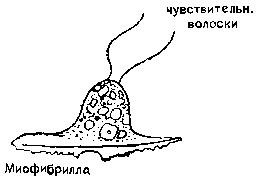 Диффузная нервная система медузы