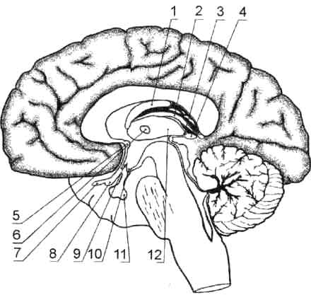 Головной мозг, срединный сагиттальный срез
