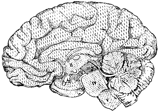 I — полушария головного мозга; II — промежуточный мозг; III — средний мозг; IV — задний мозг; V — продолговатый мозг