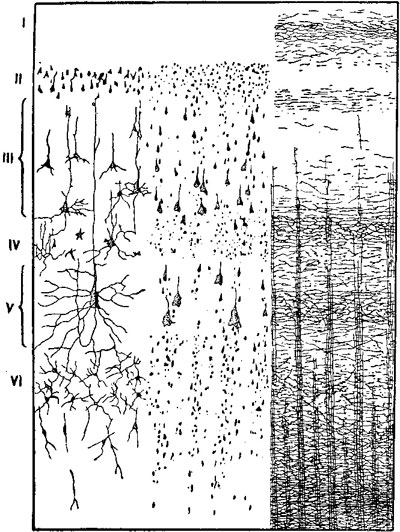 Слой нервных клеток и нервных пучков в коре большого мозга человека