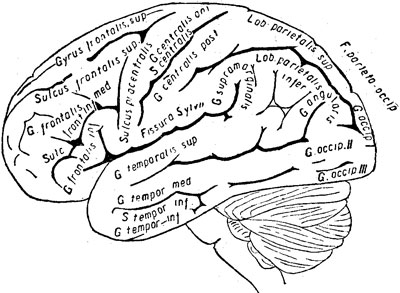 Наружная поверхность левого полушария головного мозга и мозжечка