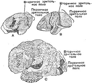 А — мозг медведя, В — оранга и С — человека
