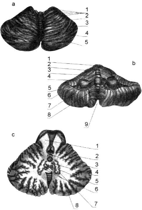 Мозжечок (Cerebellum)