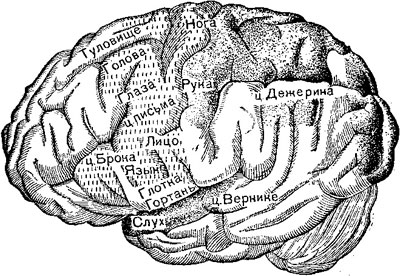 Центры на наружной поверхности головного мозга (по Раубер-Копшу). Штриховкой точками обозначены сенсорные центры, вертикальными чёрточками — двигательные центры