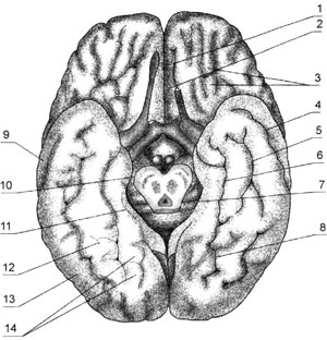 Нижняя поверхность большого мозга