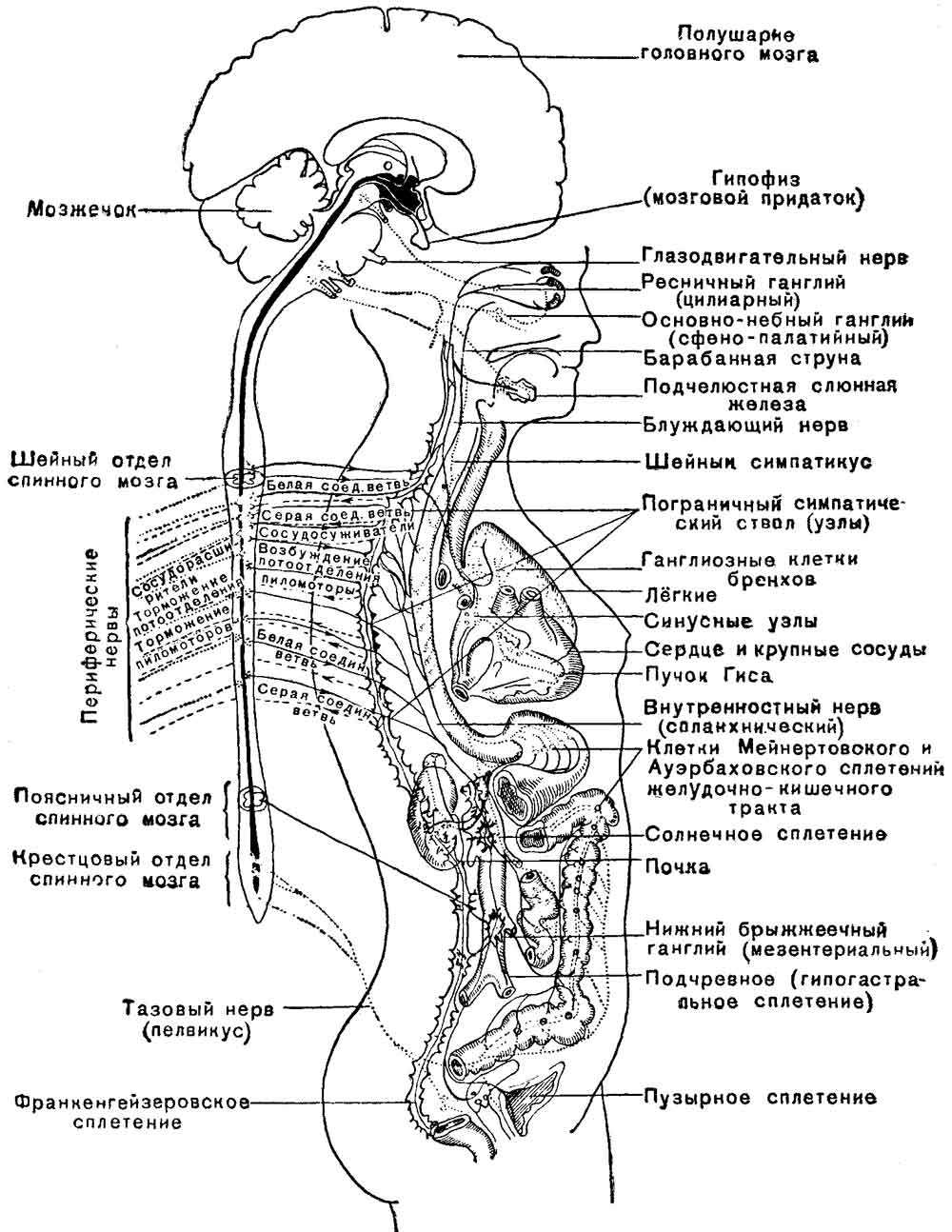 Схема общего плана строения вегетативной нервной системы