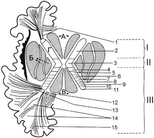 Схема расположения проекционных волокон во внутренней капсуле
