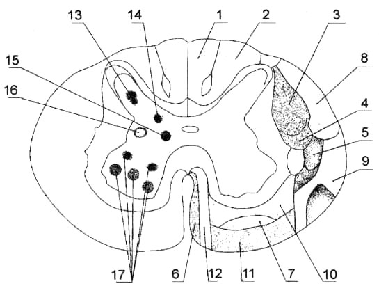 Проводящие пути белого вещества и расположение ядер серого вещества в спинном мозге; поперечный разрез (схема)