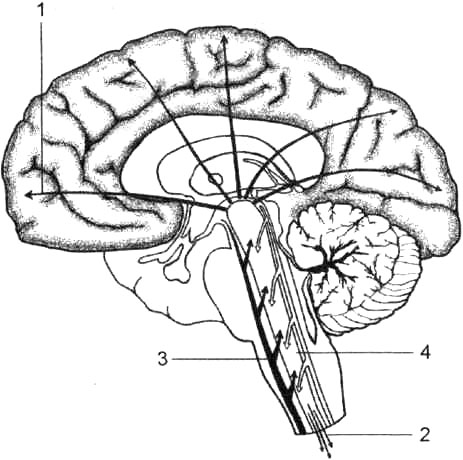 Ретикулярная формация ствола мозга