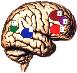 Схема локализации корковых концов анализаторов в коре большого мозга
