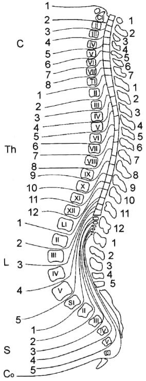 Схема расположения сегментов спинного мозга и спинномозговых нервов по отношению к позвонкам
