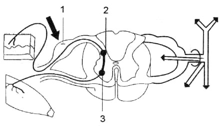 Схема строения сегмента спинного мозга
