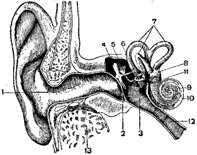 Строение уха. 1 — наружный слуховой проход; 2 — барабанная перепонка; 3 — полость среднего уха (барабанная полость); 4 — молоточек; 5 — наковальня; 6 — стремечко, упирающееся в овальное окошечко, 7 — полукружные каналы; 8 — преддверие; 9 — лестница преддверия; 10 — барабанная лестница; 11 — круглое окошечко; 12 — евстахиева труба; 13 — кость в разрезе