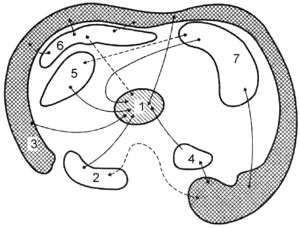 Схема связей между корой полушарий большого мозга, таламусом и лимбической системой