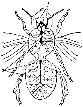 Узловая нервная система пчелы