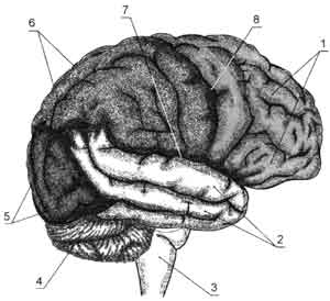Верхнелатеральная поверхность правого полушария большого мозга