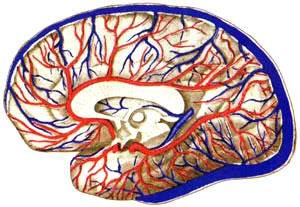 Взаимоотношение поверхностных вен на латеральной поверхности полушария с ветвями средней мозговой артерии, выходящими из боковой щели мозга. Калибр крупных вен увеличивается по мере уменьшения калибра крупных соседних артерий