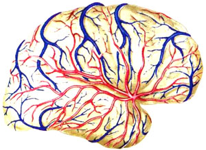 Взаимоотношение верхних и нижних поверхностных вен на медиальной и нижней поверхностях полушария с ветвями передней и задней мозговых артерий