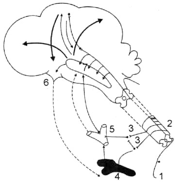 Схема взаимодействия между симпатическим тонусом и электрической активностью коры головного мозга