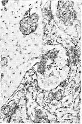 Рис. 11. Аксошипнковын синапс с ША. Генез ША от плазмолеммы дендритной терминалы. Обозначения те же, что на рис. 6.