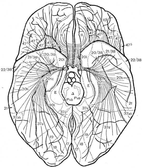 Рис. 2. Схема комиссуральных путей коры большого мозга человека. Вентральная поверхность полушарий мозга с изображением хода нервных волокон передней спайки, мозолистого тела и с обозначением полей коры.