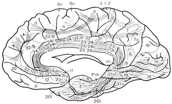 Рис. 3. Схема коротких и длинных ассоциационных путей коры большого мозга человека. Внутренняя поверхность полушарий мозга с изображением луговых нервных волокон, поясного и нижнего продольного пучков и обозначением полей коры.