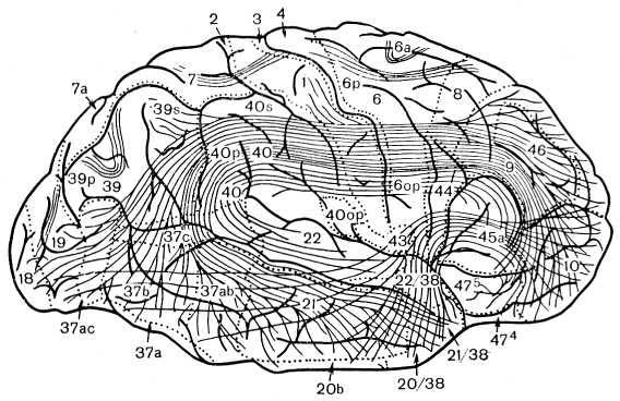 Рис. 5. Схема ассоциациоипых путей большого мозга человека. Наружная поверхность полушарии мозга с изображением хода дугообразных нервных волокон верхнего продольного и крючковидного пучков и обозначением полей коры.